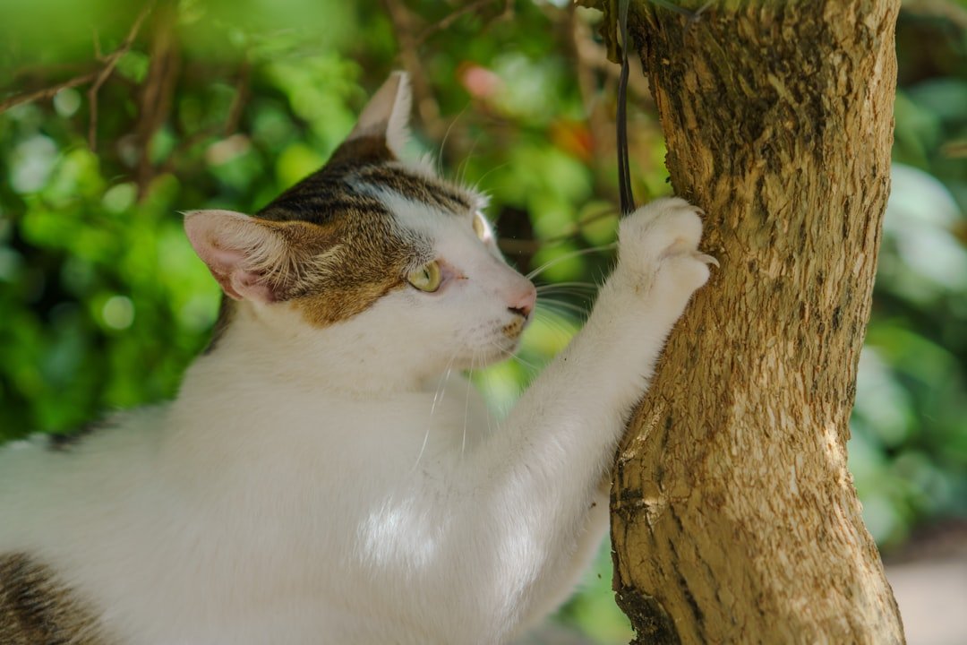 vermifuge chat naturel ail