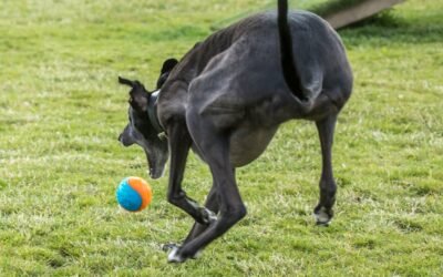 Pourquoi votre chien frotte-t-il son derrière par terre?