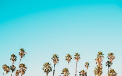 Protégez votre chat avec une pipette anti-puce ou un collier efficace