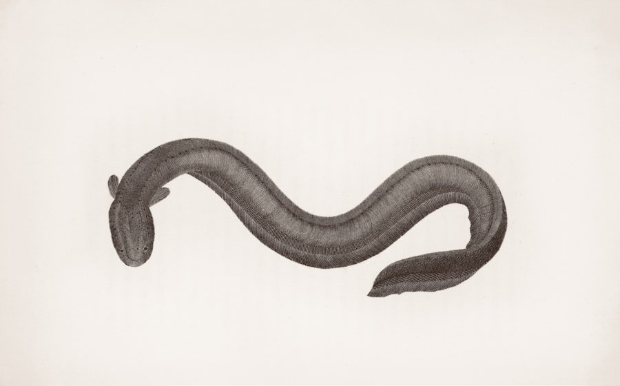 Photo serpent souffle signification