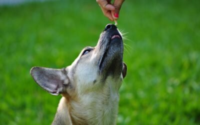 Comment enlever une tique chien sans pince