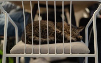 Temps de récupération après la stérilisation d’une chatte