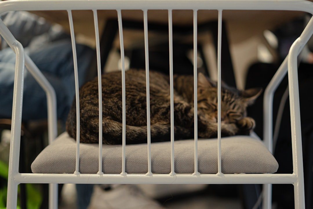 Temps de récupération après la stérilisation d’une chatte stérilisation chat femelle temps de récupération