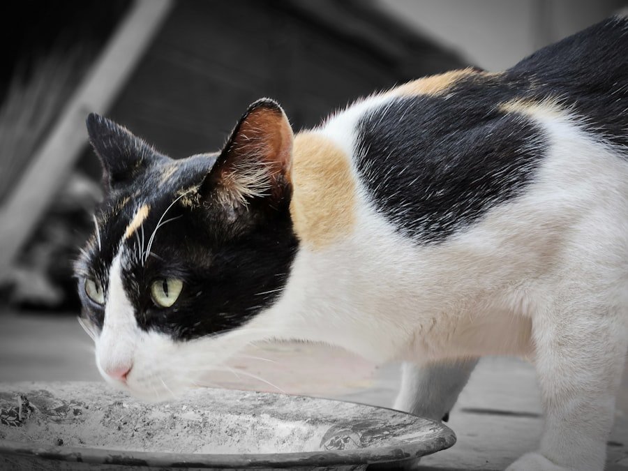 water fountain cat silent review