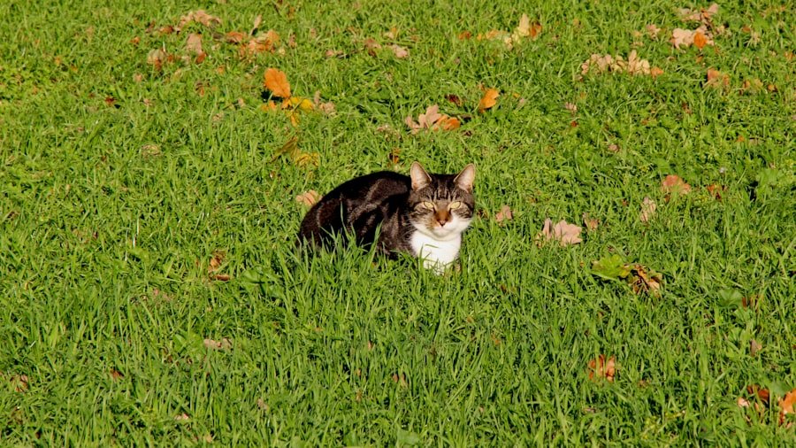 herbe à chat