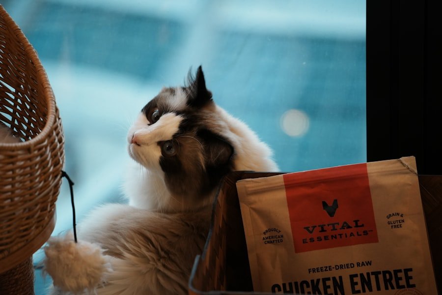 distributor cat food automatic wifi