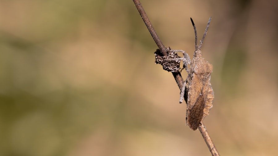 Croquette insecte chien avis: une alternative nutritive et durable 1 croquette insecte chien avis