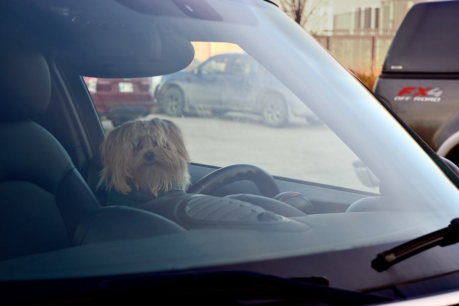 calm a dog in a car