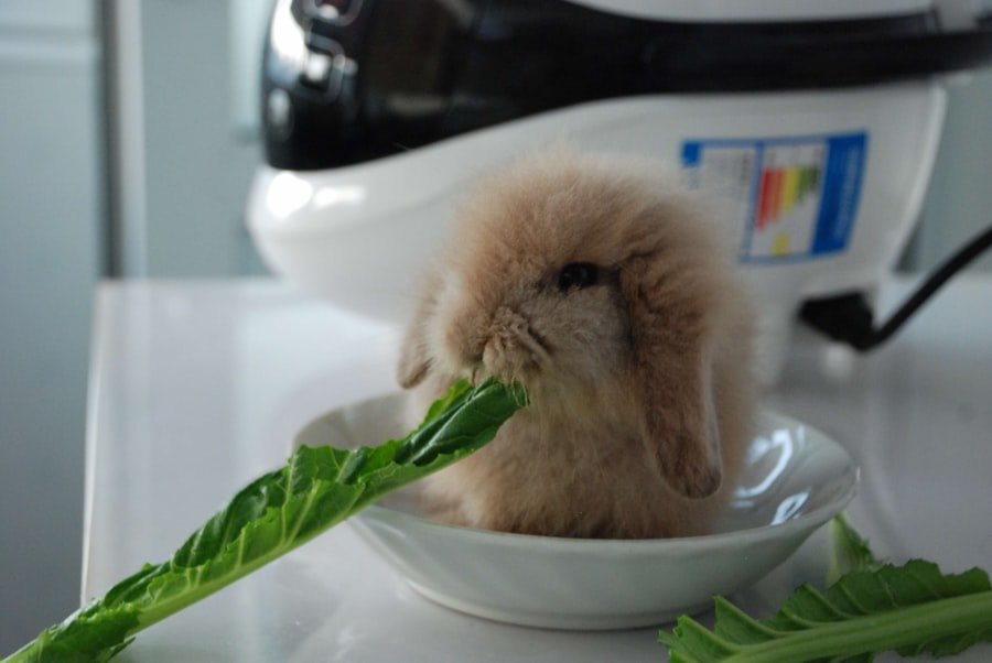 rabbit diet vegetables