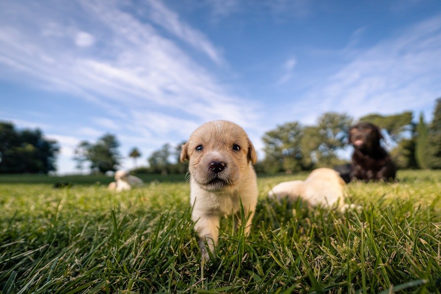 golden retriever vs labrador