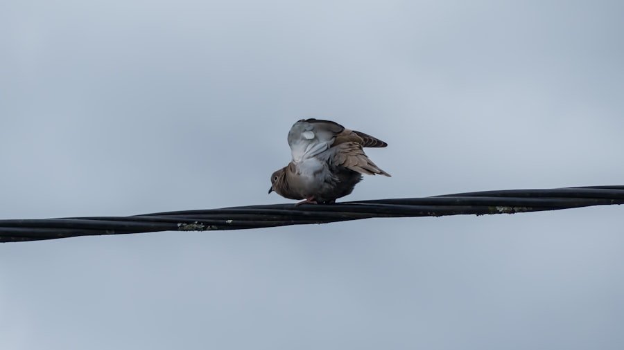 Tourterelle niche sur balcon: un spectacle de la nature. 2 Photo tourterelle