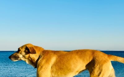 Accueil 9 Golden Retriever ou Labrador : Quelle est la différence ?