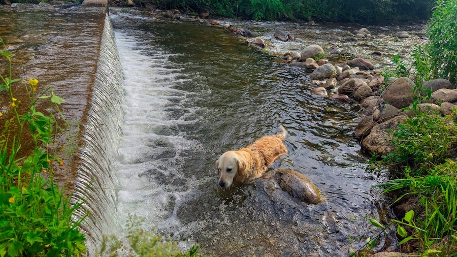 Photo golden retriever vs labrador