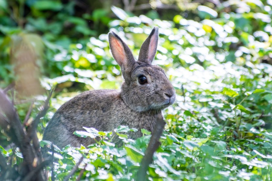 Mon lapin ne mange plus : urgence ! 2 Photo lapin