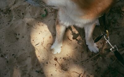 Les meilleures croquettes chien sans céréales : avis !