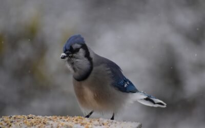 Fabriquer mangeoire oiseau bouteille: un projet écologique