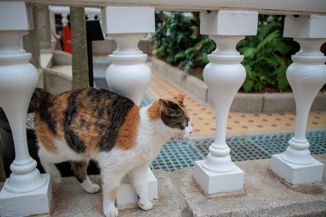 fontaine à eau chat silencieuse avis