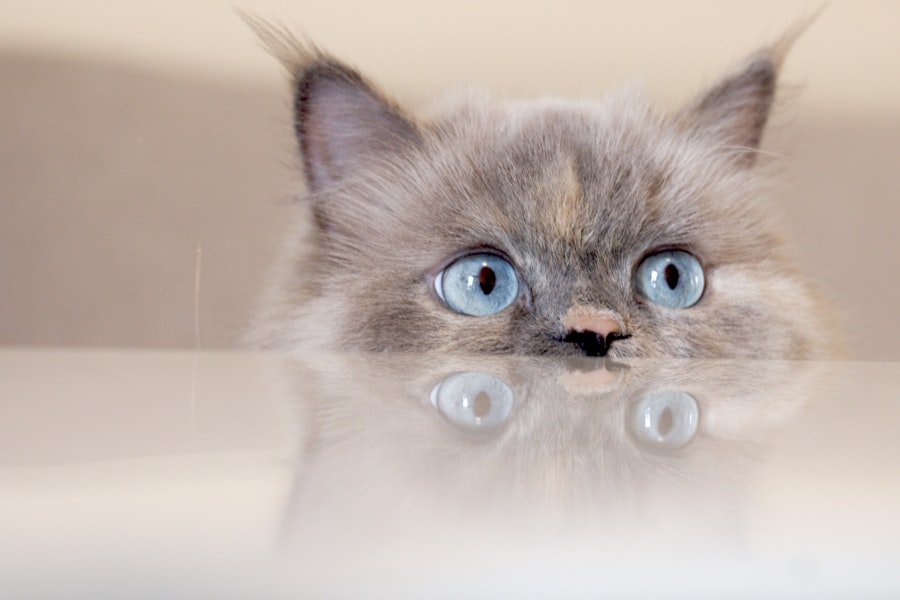 Photo water fountain cat silent review