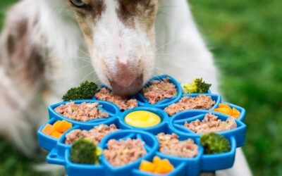 Les légumes autorisés pour chien : liste complète