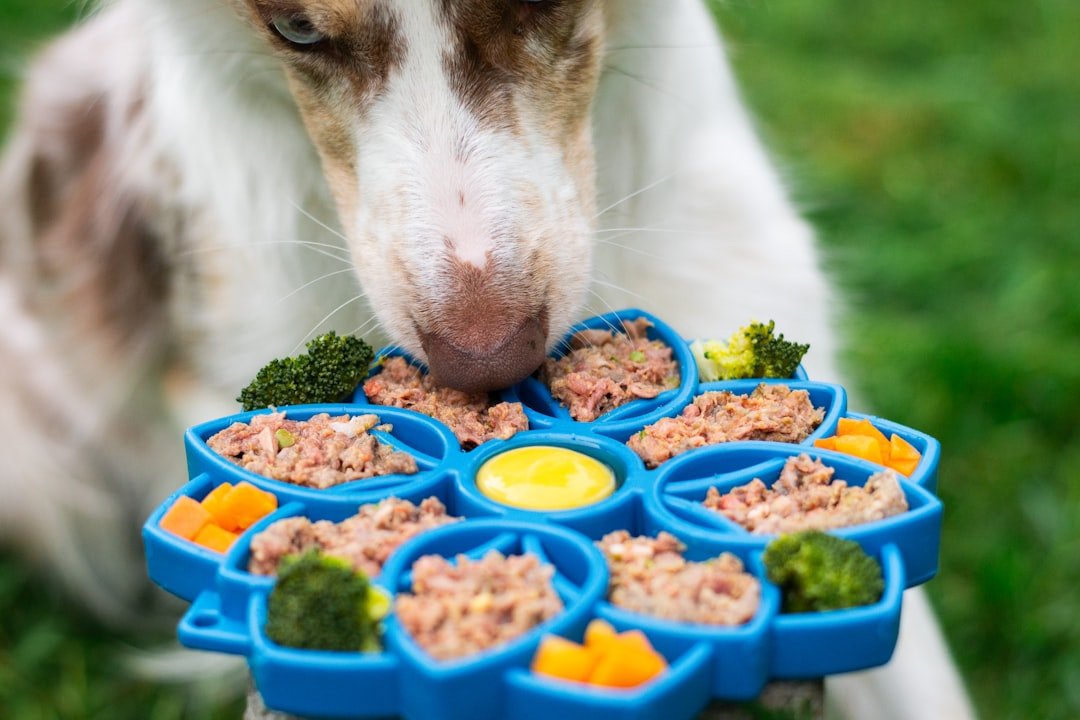 légumes autorisés pour chien liste