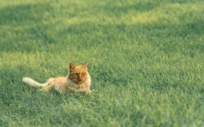 Herbe à chat vs herbe aux chats : quelle est la différence ?