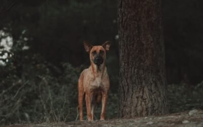La transition d&rsquo;Avis Elmut Chien