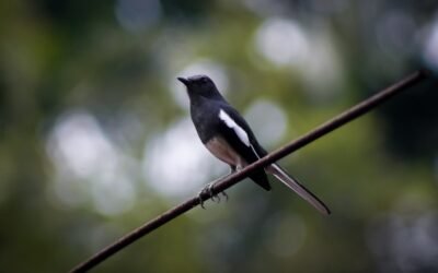 Accueil 7 Découvrez les chants d’oiseaux avec une application de reconnaissance