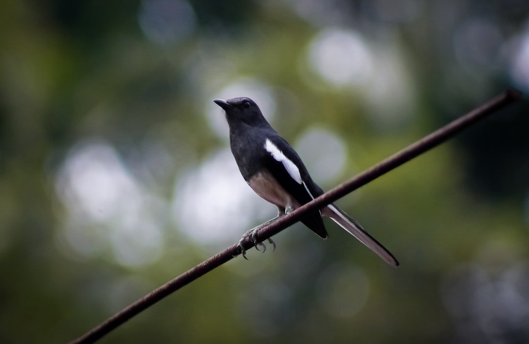 Découvrez les chants d’oiseaux avec une application de reconnaissance reconnaître chant oiseau application