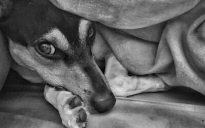 Croquette chien stérilisé : vétérinaire ou supermarché ?