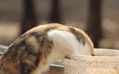 Accueil 7 Chat qui ne boit pas assez : astuce pour l’encourager