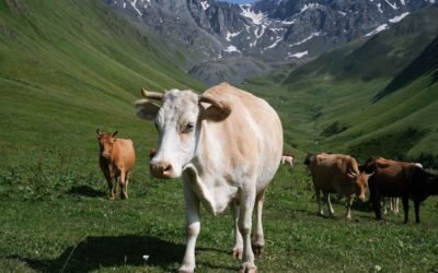 Attention : Le fromage de yak pour chien peut être dangereux