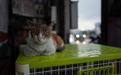Accueil 7 Le distributeur croquette chat automatique wifi : la solution idéale pour nourrir votre chat à distance