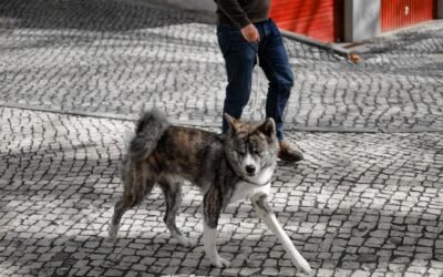 Découvrez les prix des croquettes pour chien avec avis sur tails.com