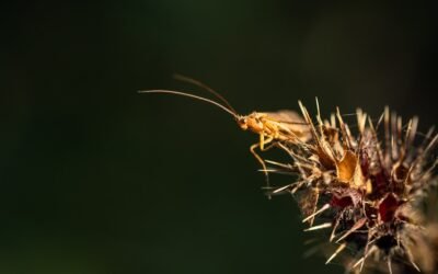 Croquette insecte chien avis: une alternative nutritive et durable