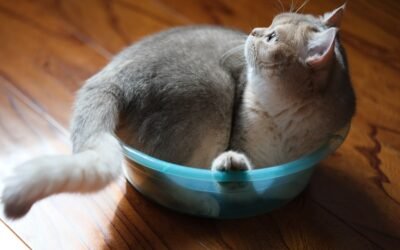 Recette maison de pâtée pour chat: délicieuse et saine