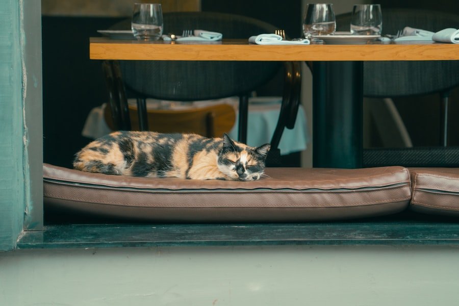 Recette maison de pâtée pour chat: délicieuse et saine 2 Photo pâtée pour chat maison