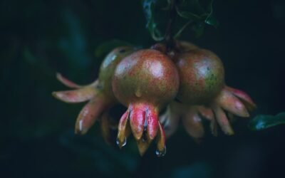 Liste complète des fruits interdits pour les chiens