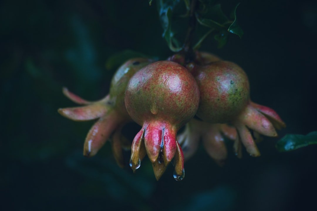 Liste complète des fruits interdits pour les chiens fruit interdit chien liste complète