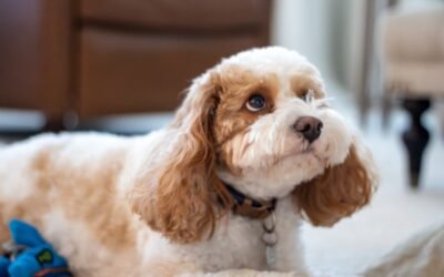 Peut-on donner du pain à un chien: ce qu&rsquo;il faut savoir