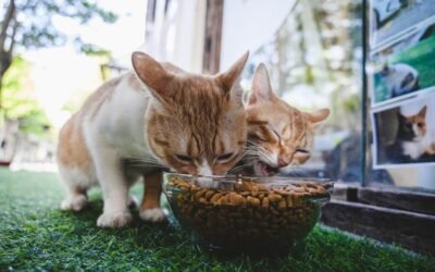 Aliments toxiques pour chat : liste complète