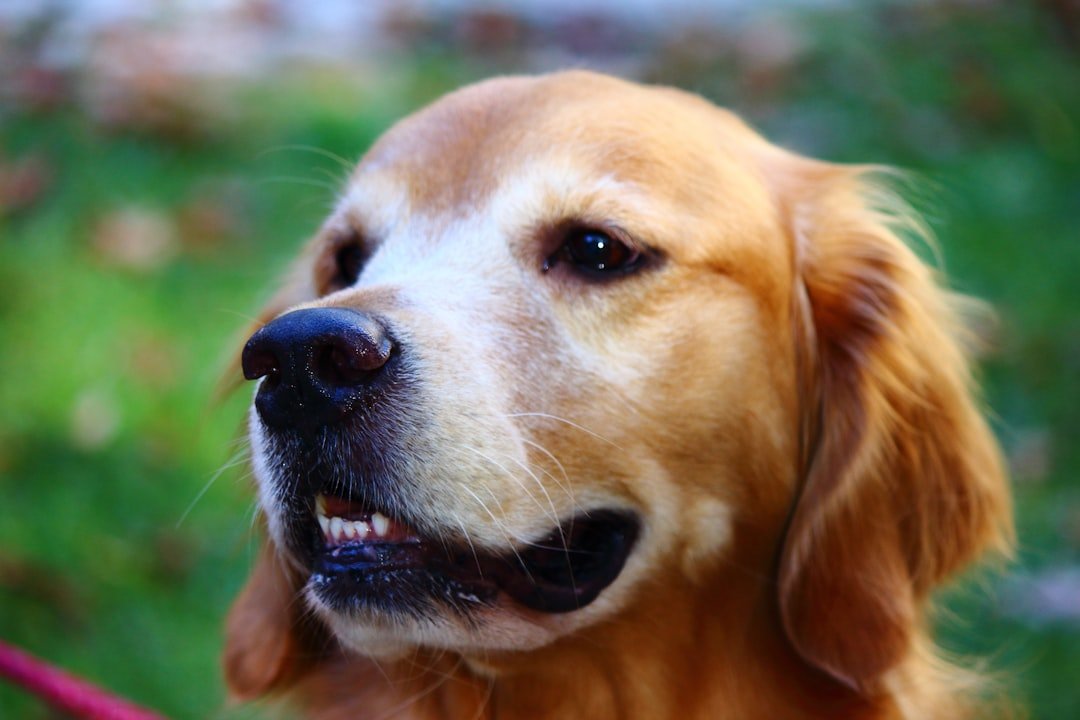 croquette chien digestion sensible avis