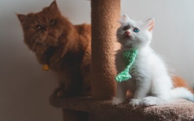 Accueil 7 Le Meilleur Arbre à Chat pour Maine Coon: Un Guide Complet
