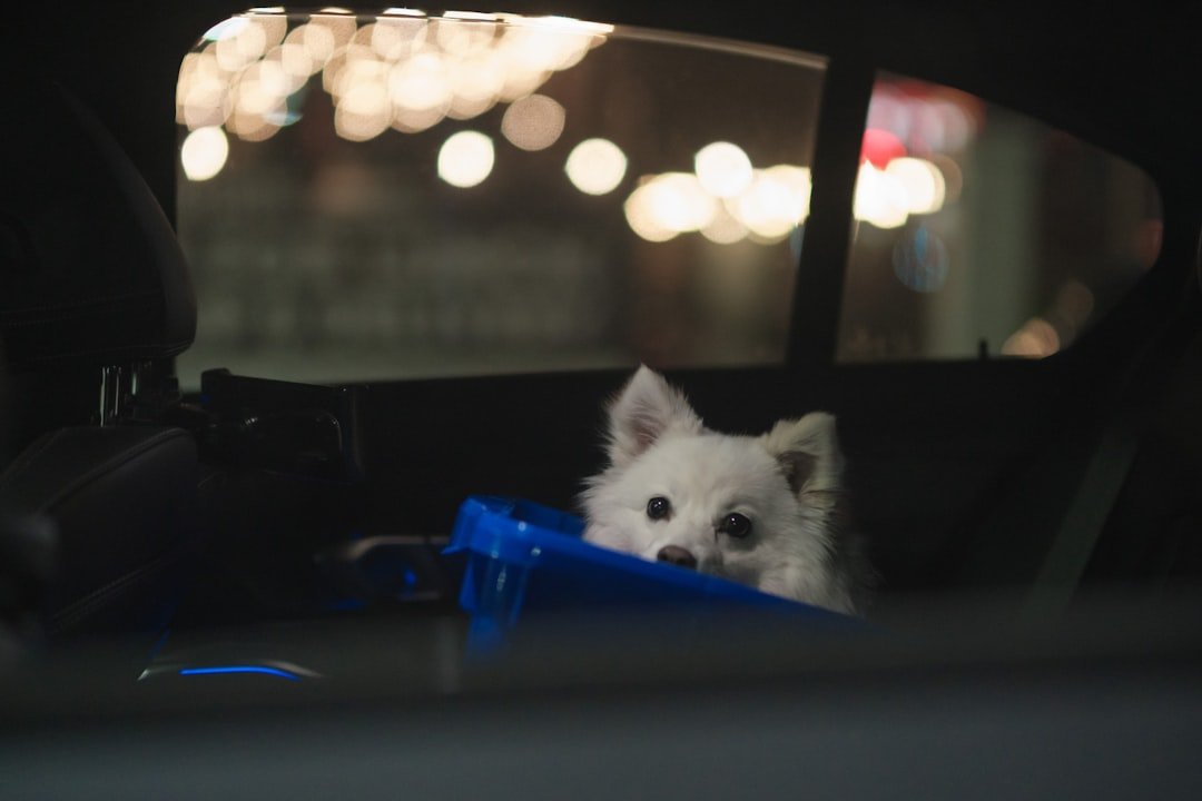 calmer un chien en voiture