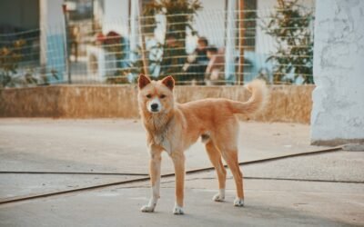 Shiba Inu : Premier Chien Avis