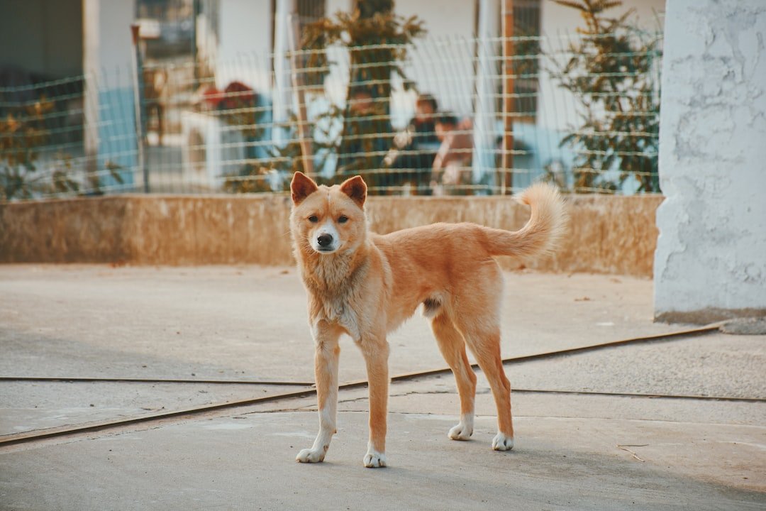 Shiba Inu : Premier Chien Avis shiba inu premier chien avis