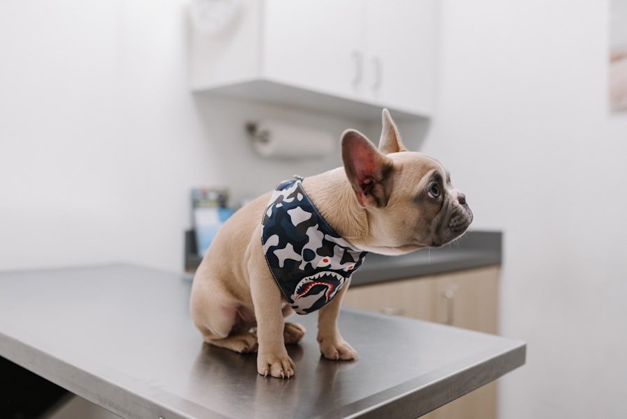 Problèmes de santé chez le Bouledogue Français 2 Photo French Bulldog Health Problems
