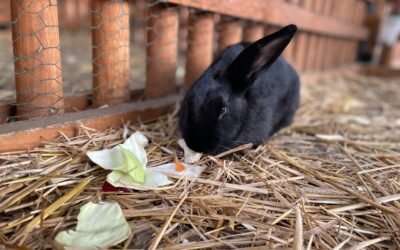 Alimentation lapin : liste légumes autorisés