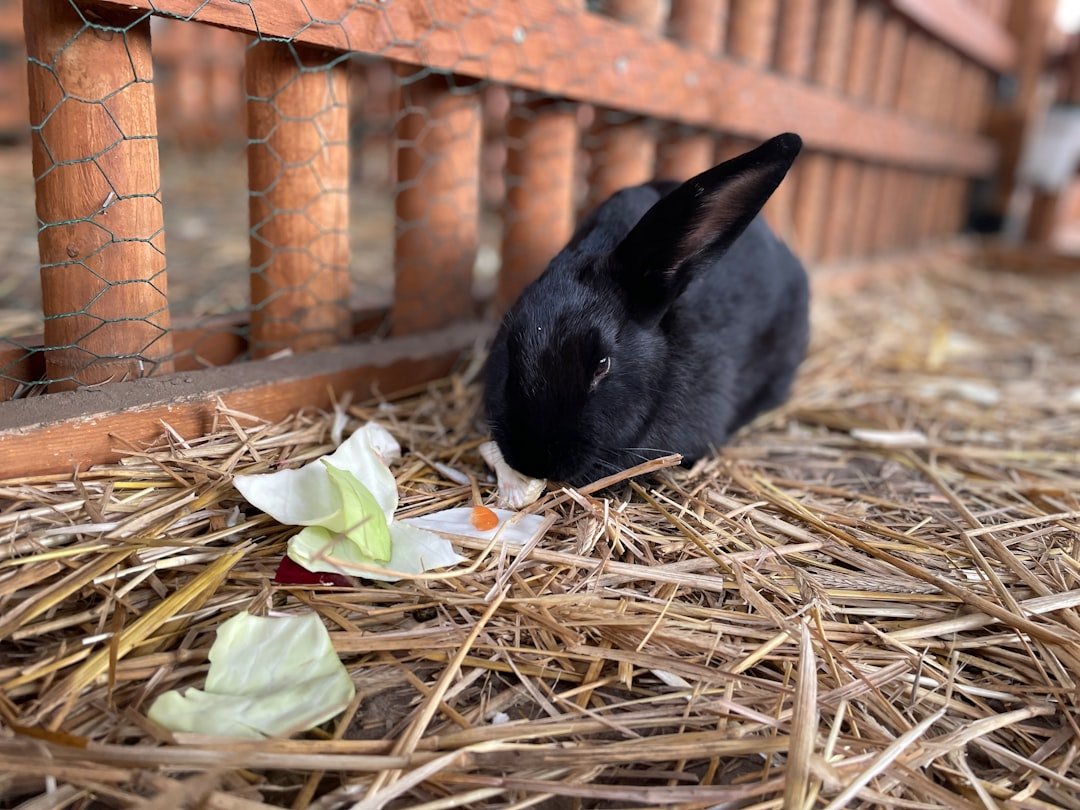 alimentation lapin liste légumes autorisés