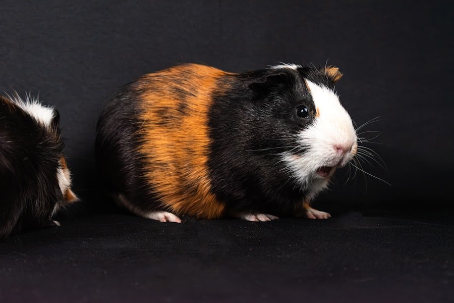 guinea pig