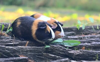 Le cochon d&rsquo;Inde qui couine sans arrêt